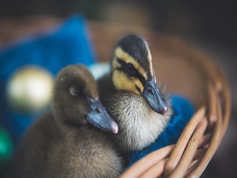 卵泡成长速度 试管，试管选择几天着床